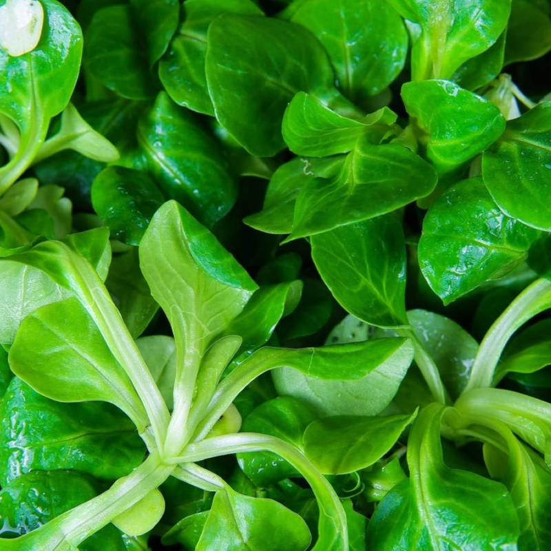 Lambs Lettuce