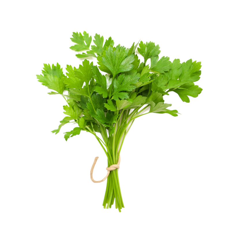 Coriander bunch