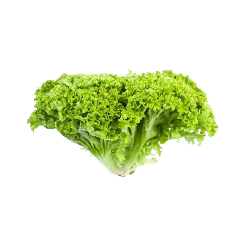 Lolo Verde Lettuce